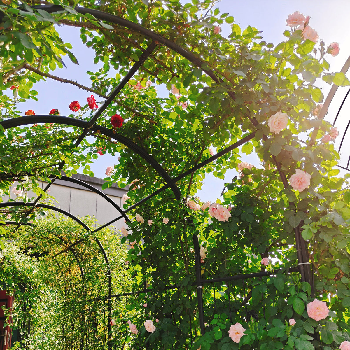 Metal garden arbor arch covered with pink climbing roses and green foliage